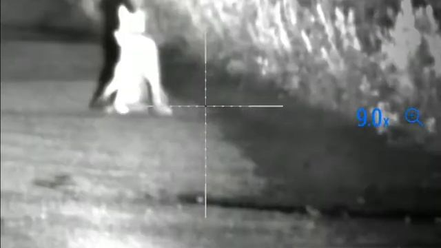 Pulsar Digisight Ultra n455. Рысь на охоте. смотреть онлайн