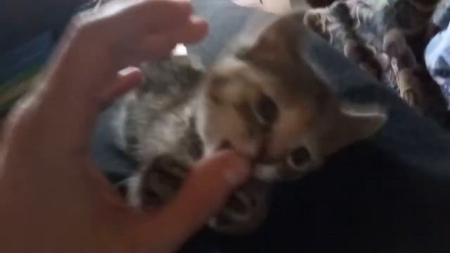 Мурчание котят смотреть онлайн