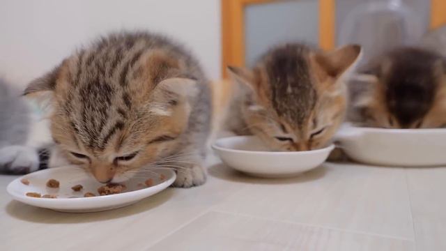 I admire a father cat who comes over as soon as his kitten meows. смотреть онлайн