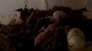 ВЫЛУПИЛСЯ ЭУБЛЕФАР / ЧТО С НИМ ДЕЛАТЬ???/ ПОШАГОВЫЕ ДЕЙСТВИЯ