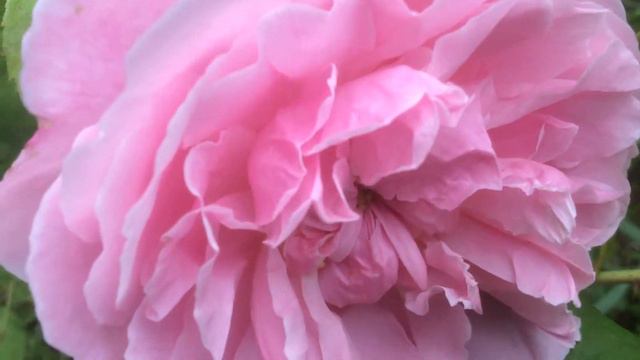 Rosier Anglais The Mayflower®' La rose Ancienne est de retour смотреть онлайн