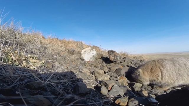 Манул — самый осторожный и медлительный представитель семейства кошачьих.