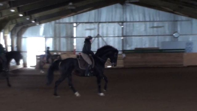 выездковая тренировка 7 Лёва и Жанна, 23.02.12 смотреть онлайн