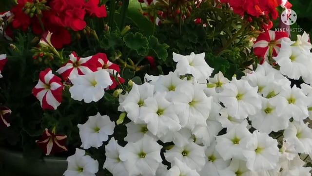 Красивая музыка для души смотреть онлайн