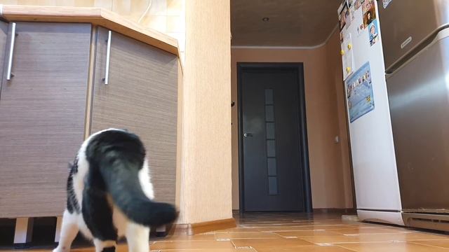 The smell of meat. How will the cat behave in 2 situations? смотреть онлайн