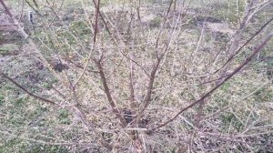КИЗИЛ в средней полосе.