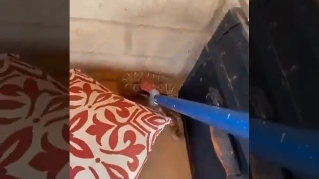 Техасский гремучник в доме // Texas rattlesnake in house смотреть онлайн