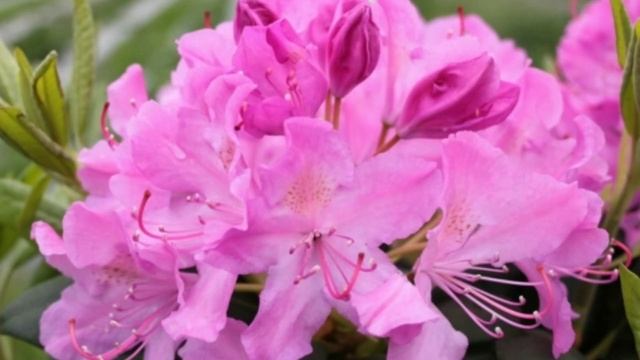 Только рисовая вода,спасет ваши комнатные растения от увядания! смотреть онлайн