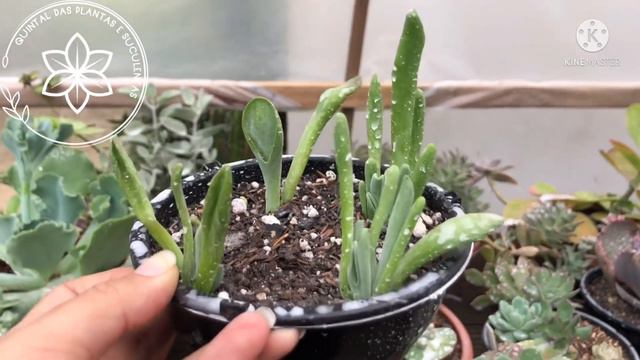 03 Suculentas De Fácil Cultivo E Propagação. Kalanchoe Oricula, Echeveria Gila E Madiba.