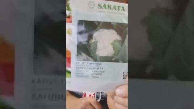 Помогите подобрать арбуз и дыню. Поговорим про арбузы и дыни смотреть онлайн