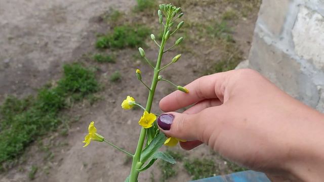 Если оставите на 3 недели в погребе,прорастет цветок.Не поливала,не удобряла..4К... смотреть онлайн