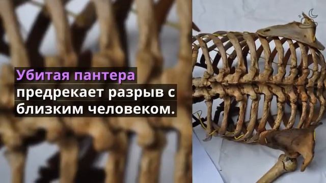 К чему снится пантера смотреть онлайн