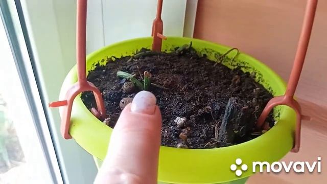 Комнатные цветы черенки на веранде.2 часть смотреть онлайн