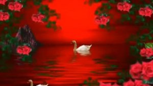 ПОСМОТРИ КАКИЕ РОЗЫ  Я ИХ ТЕБЕ ДАРЮ!