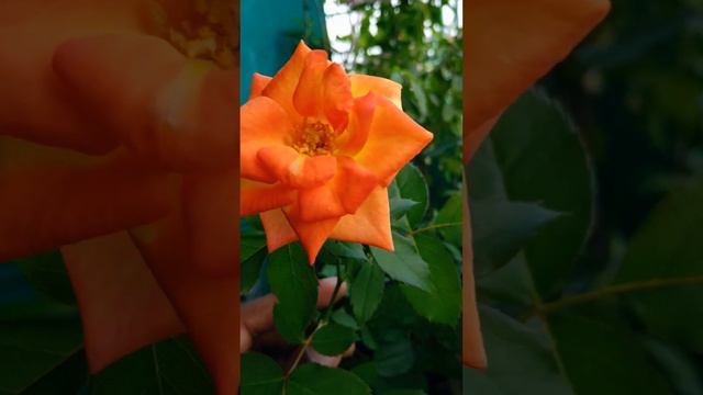 Making it a millennial-pink summer. Rose all day. #flowers #nature смотреть онлайн