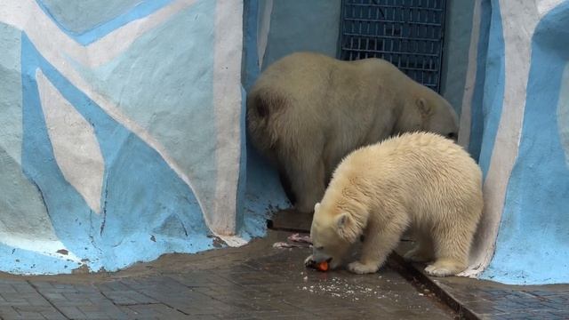 После завтрака медвежатам надо попить молока. 28.09.2023 смотреть онлайн