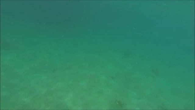 GoPro: Swimming With Dolphins смотреть онлайн