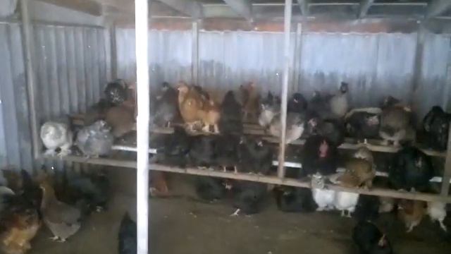 Курятник на 300 кур. смотреть онлайн