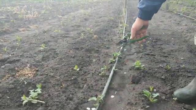 Різниця посадки малини весною та восени смотреть онлайн