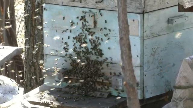 Хороший облет пчел после зимовки - это важно смотреть онлайн