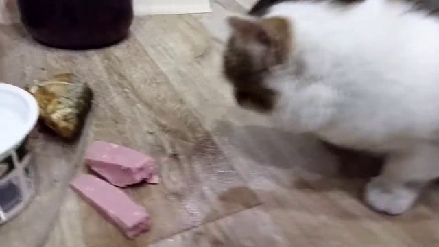Нам подбросили котенка! смотреть онлайн