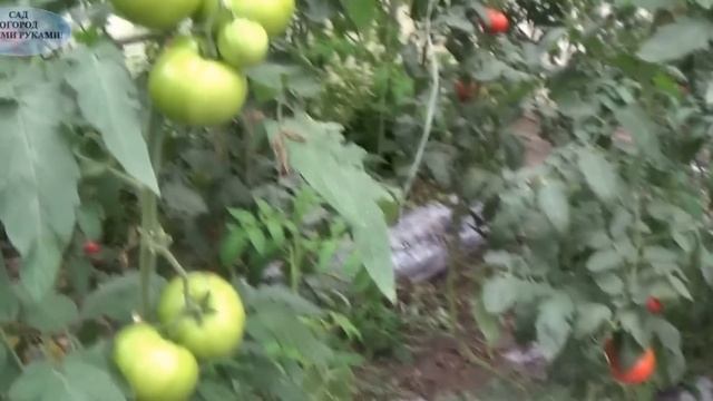 ОСЕННЕЕ ВЫРАЩИВАНИЕ ПОМИДОР В ТЕПЛИЦЕ. смотреть онлайн