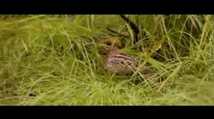 Животный мир Сибири#животные#сибирь