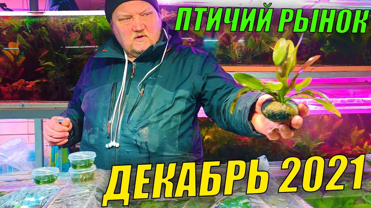 Птичий рынок! Декабрь 2021 смотреть онлайн