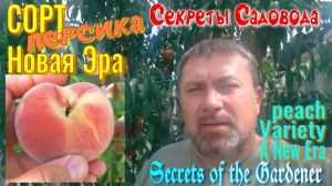 Персик сорт «Новая Эра». Всё о ПЕРСИКАХ, VIDEO 6. Первый урожай этого сорта от «Секреты Садовода»