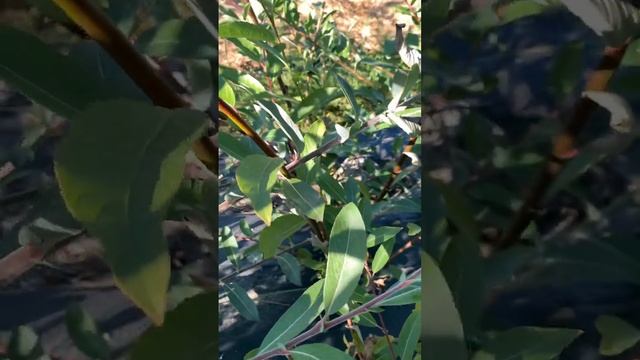 Winter Glory Willow (Salix (gracilistyla X Caprea) 'winter Glory' Or Salix Chaenomeloides) - Summer