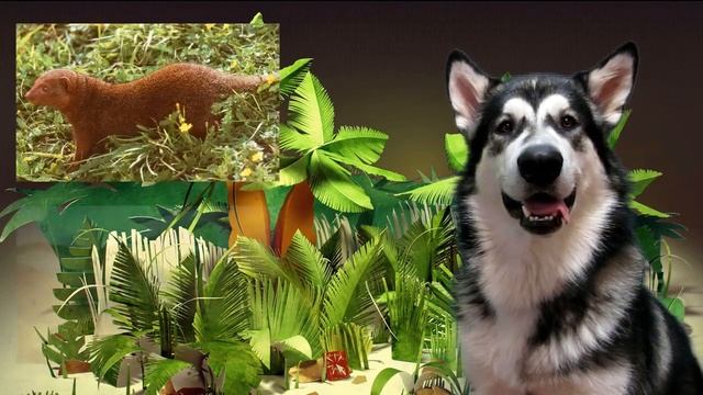 Необычные животные #1 Фосса ( Fossa ) смотреть онлайн