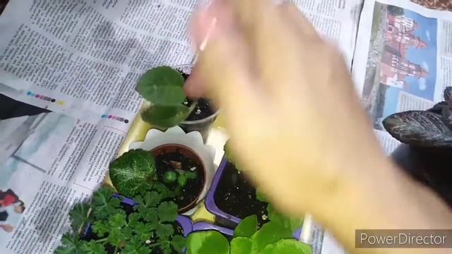 Пересаживаю свою комнатные растения. Эписции. Пеларгонии. Бегония вечн. махровая красная. Глоксинью смотреть онлайн