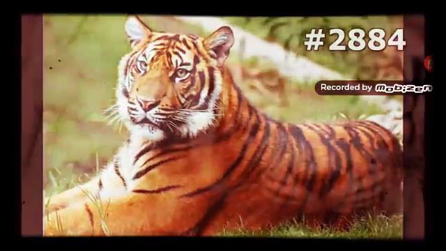 Тигры короли джунгли смотреть онлайн