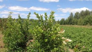 Боярышник (сорта)