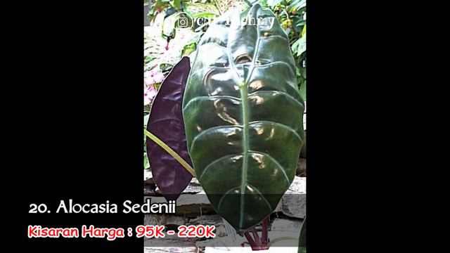 Jenis - Jenis Tanaman Hias Alocasia Part 2 Yang Paling Populer Dan Banyak Di Cari смотреть онлайн