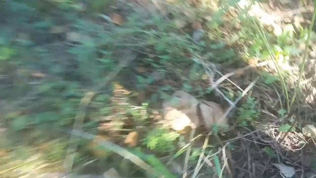 Собираем грибы смотреть онлайн