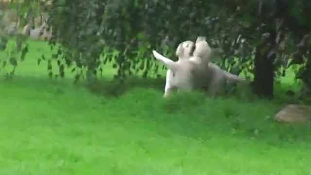 Labrador retriever kennel "Sitkowski Bór", september 2016 смотреть онлайн