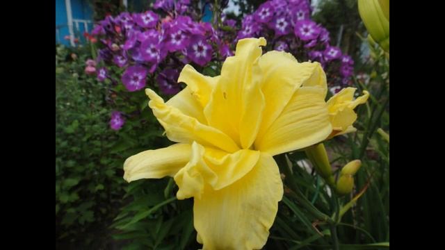 ЗВЕЗДЫ САДА-ЛИЛЕЙНИКИ 7 СОРТОВ смотреть онлайн