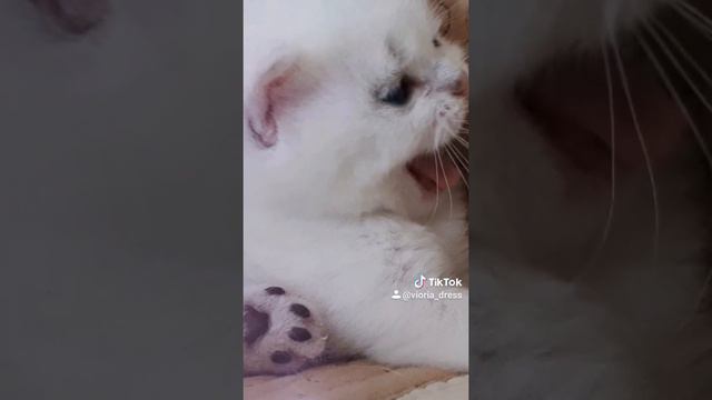 Британские котята! Инста @cat_franchesca
