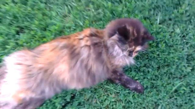 Мейнкун ТВ: Мифа, 8 лет смотреть онлайн