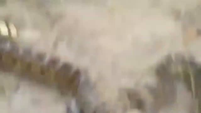 Змеиный охотник - барсук ловит свою добычу смотреть онлайн