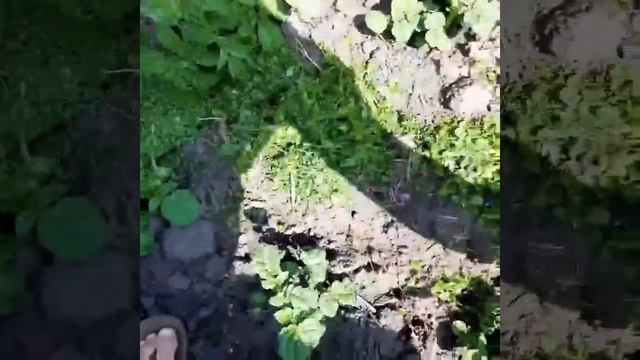 Жизнь в деревне.Газон для ленивых! Первый покос белого клевера! смотреть онлайн