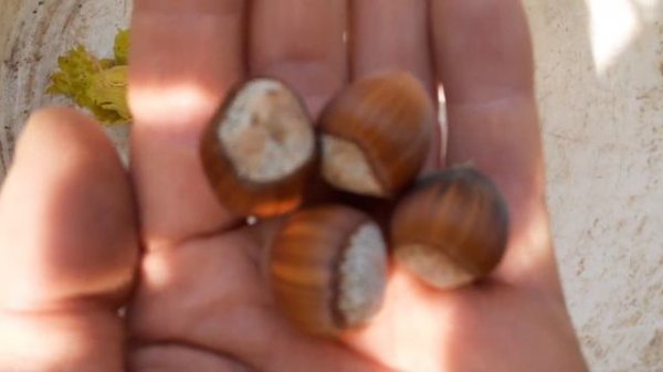 Орех трапезунд из ядра (сеянец)