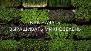 Как начать выращивать МИКРОЗЕЛЕНЬ/БЮДЖЕТНО/ДОМА #микрозелень