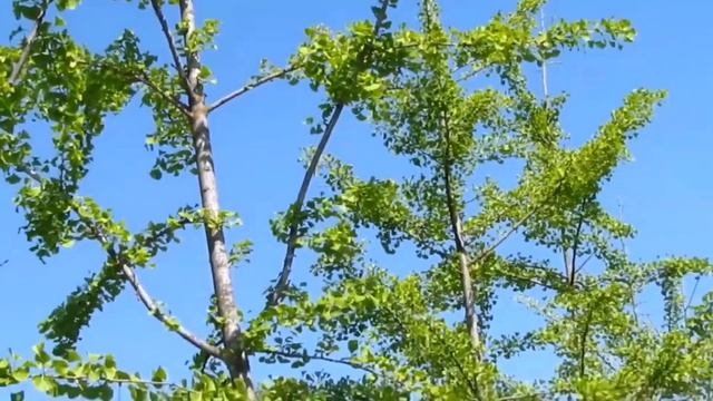 Гинкго Билоба Абхазии смотреть онлайн