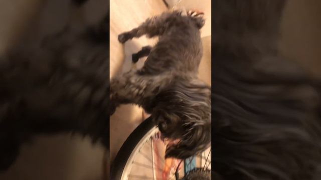 Бенгальский котёнок 5месяцев