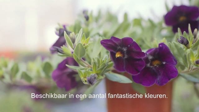 Calibrachoa Kabloom смотреть онлайн
