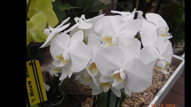 ЛУЧШИЙ СУБСТРАТ ДЛЯ ОРХИДЕИ : ПЛЮС ЩЕПОТКА ЗЕМЛИ Часть 1 КОРА МОХ ORCHIDEA КОМНАТНЫЕ РАСТЕНИЯ смотреть онлайн