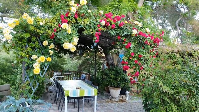 РОЗА ROSE ? РОЗЫ 2021 МИЛЛИОН РОЗ… ЛЮБЛЮ / В саду у ПровансАллочки смотреть онлайн