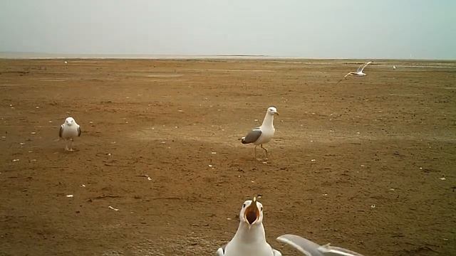 Чайка-Хохотунья смотреть онлайн